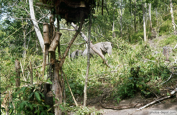 photo de éléphants dans la forêt