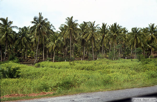photo de forêt de palmiers