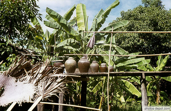 photo de pots devant les bananiers