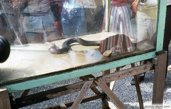 serpent cage de verre