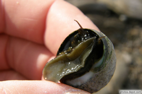 photo de Bigorneau sort de sa coquille