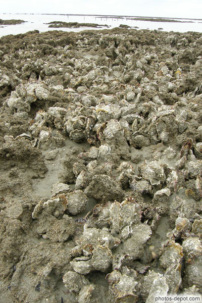 photo d'huitres sur les crassiers