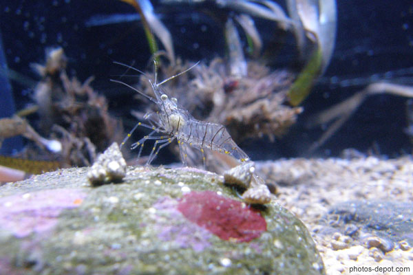 photo de Crevette grise transparente