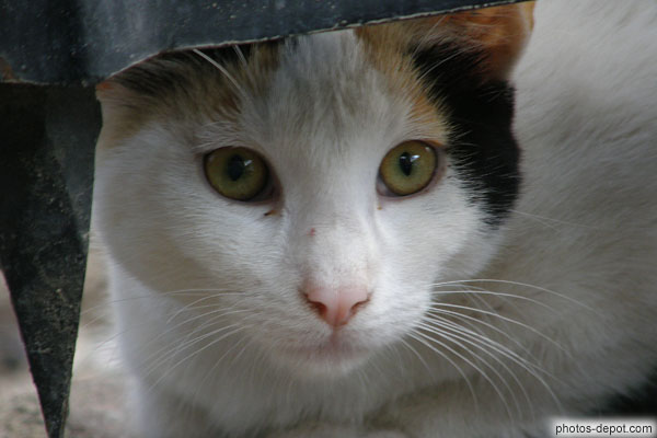 photo de tête de chat en gros plan