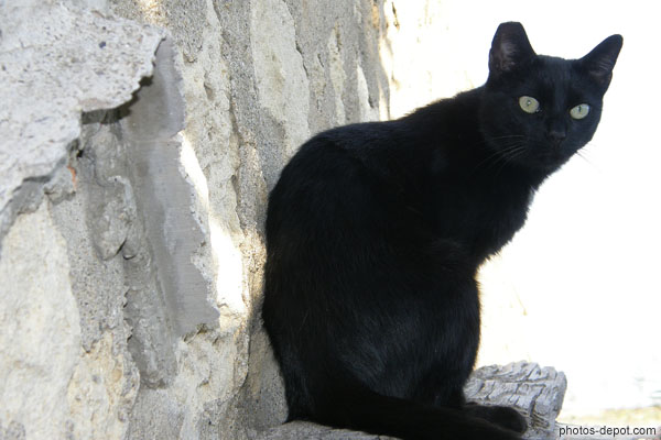 photo de beau chat noir