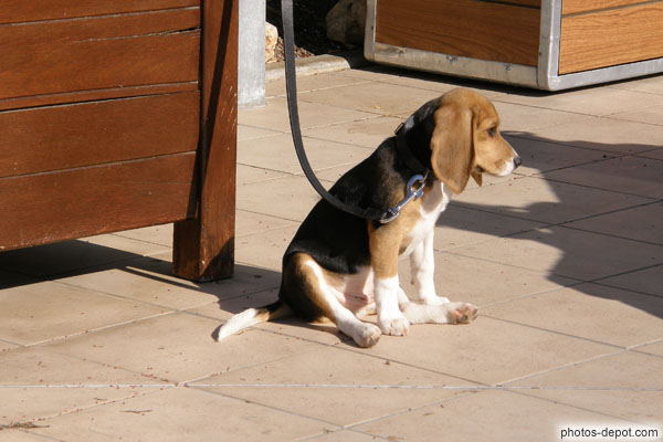 photo de Joli petit chien Beagle assis