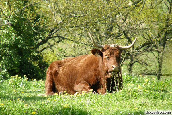 photo de nonchalante vache aux longues cornes