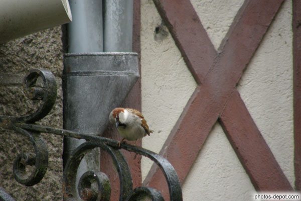 photo de moineau sur fer forgé