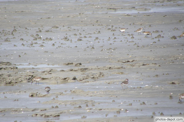 photo de bécasseaux dans la baie