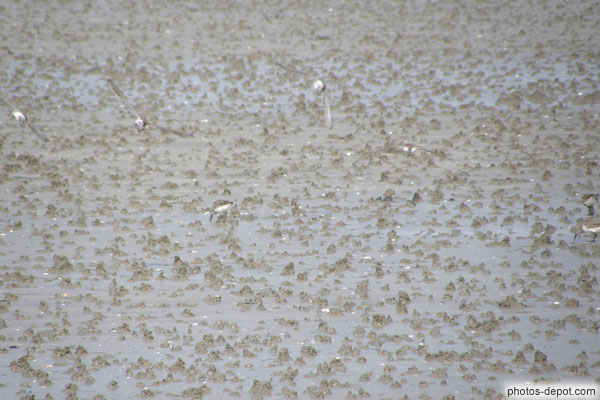 photo de Bécasseaux sur la grève