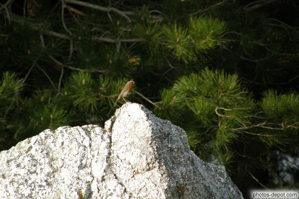 photo de rouge gorge sur rocher