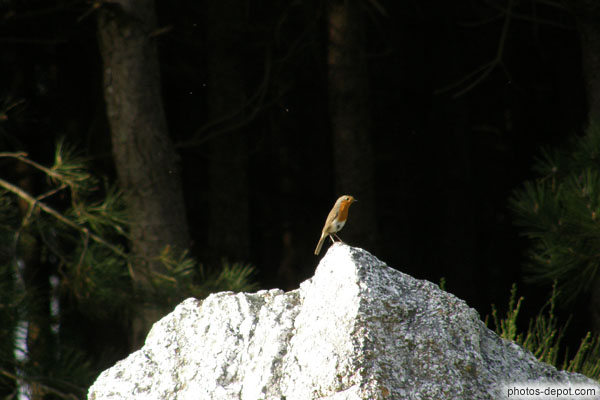 photo de rouge gorge sur rocher