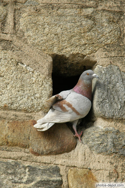 photo de pigeon dans une anfractuosité du mur