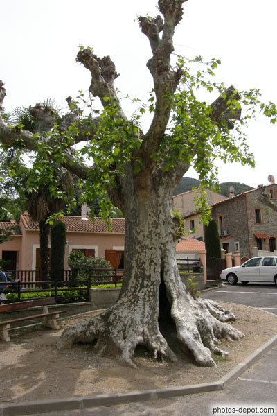 photo de platane fendu à la base