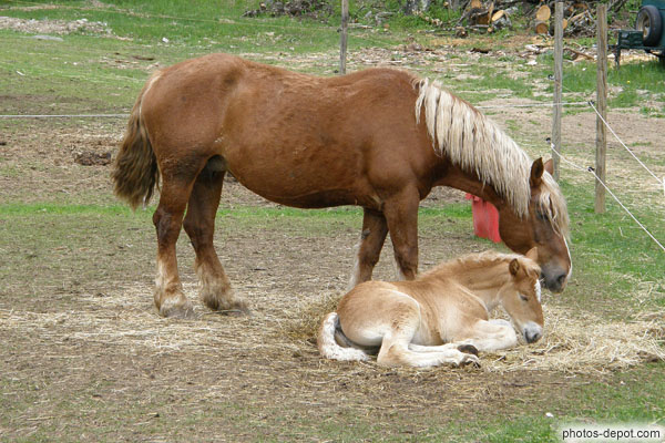 photo de Jument et son poulain