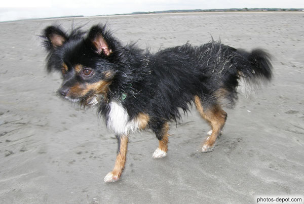 photo de petit chien