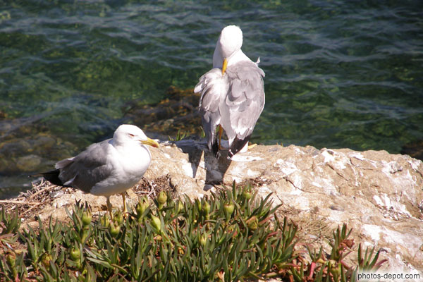 photo de couple de mouettes