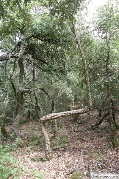 photo d'arbre tordu insolite