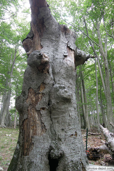 photo de forêt des Albères