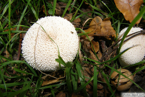 photo de vesse de loup