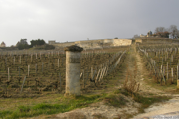 photo de plants de Vignes Ausone