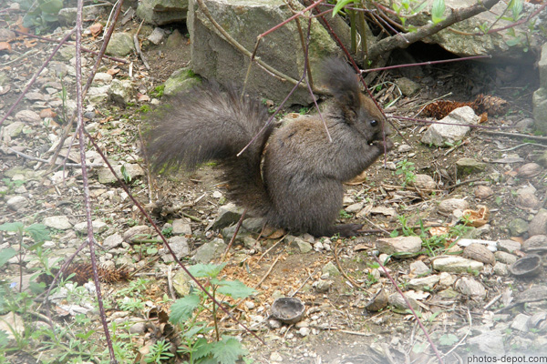 photo de écureuil
