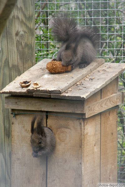 photo de écureuils