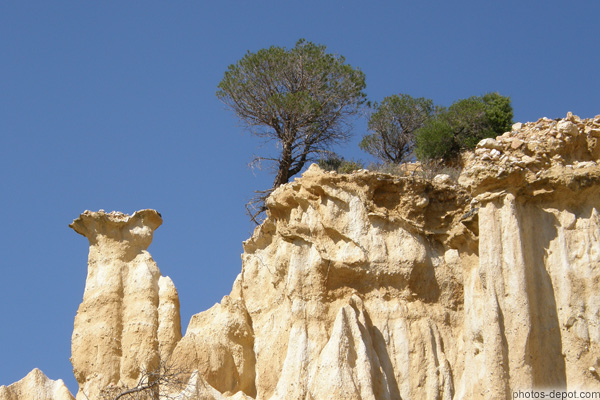 photo d'arbre déraciné tombera bientôt