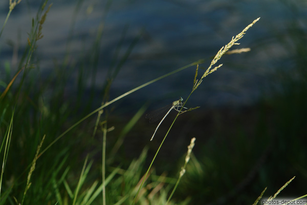 photo de Leste vert