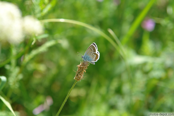 photo de Papillon bleu beige