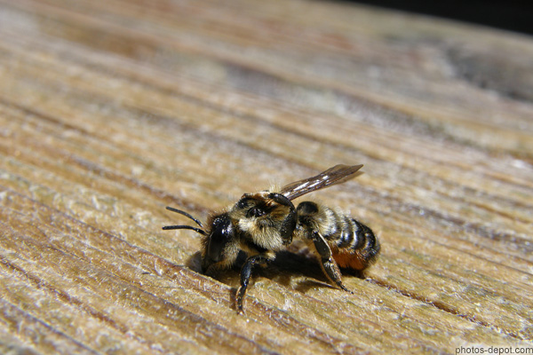 photo d'abeille se gratte