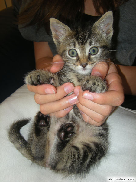 photo de Bébé chat tigré aux grands yeux tenu dans les mains