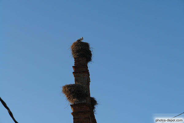 photo de Cigognes dans leur nid