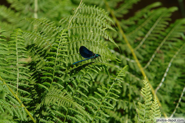 photo de libellule bleue sur fougères