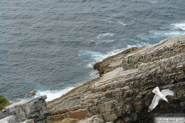photo de mouette et rochers de Cabo Vidio