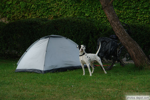photo de chien dressé veille sur son maitre, pèlerin à vélo dormant sous tente