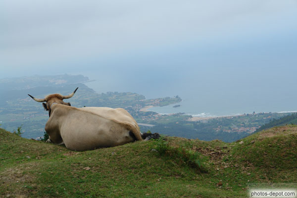 photo de derrière la vache, la côte apparaît alors que la brume se dissipe