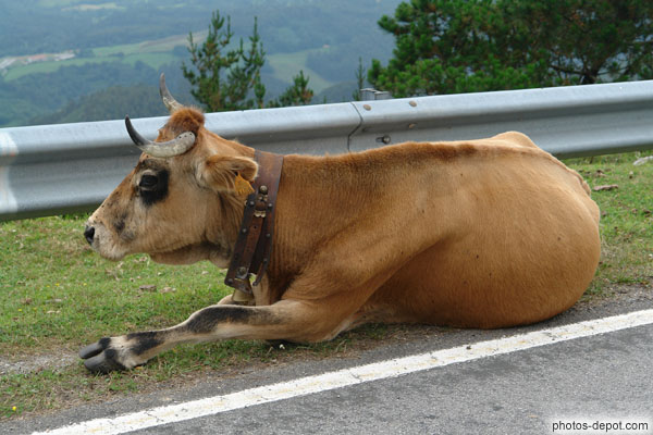 photo de Vache en bord de route