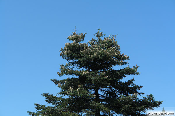 photo de deux branches au sommet du pin sont en forme de croix