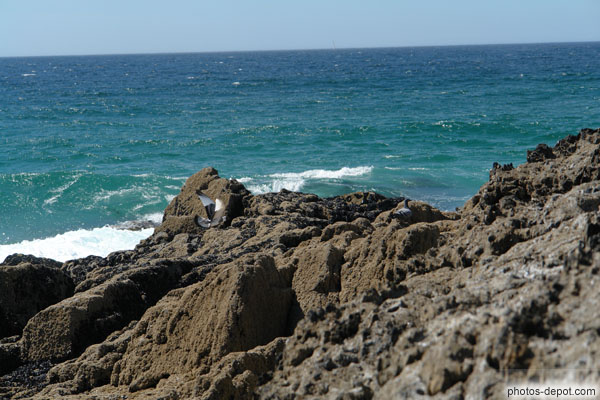 photo de pigeons sur rochers de bord de mer