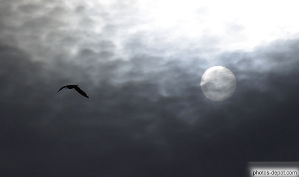 photo d'oiseau volant et soleil derrière les nuages