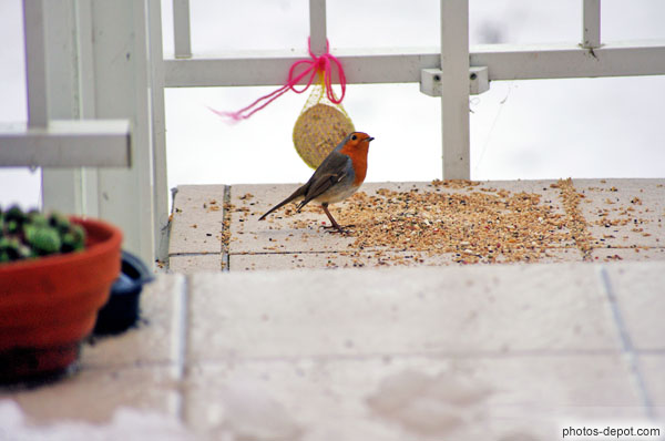 photo de rouge gorge