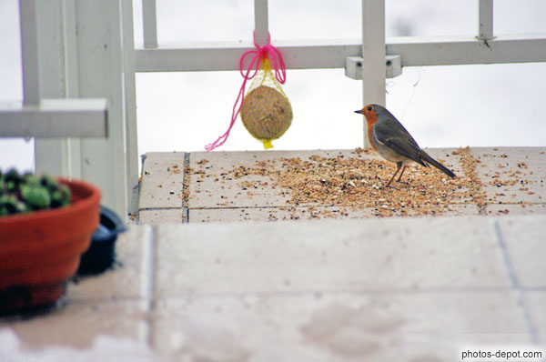 photo de rouge gorge