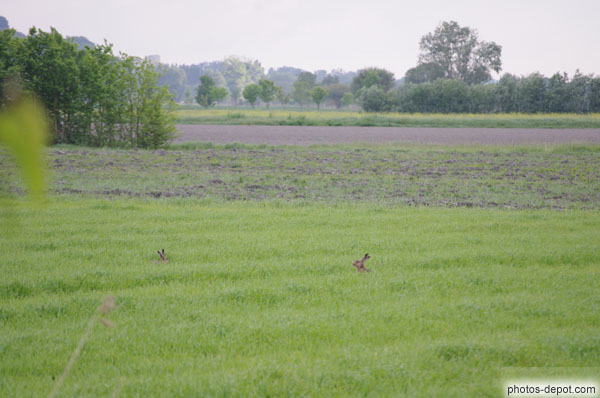 photo de lièvres dans les champs