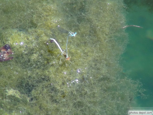 photo de reproduction des libellules