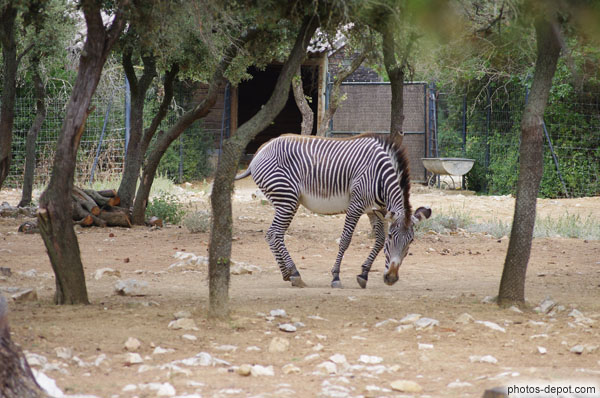 photo de danse du zèbre