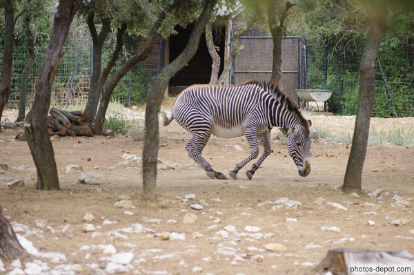 photo de danse du zèbre