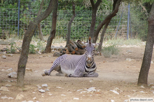 photo de danse du zèbre