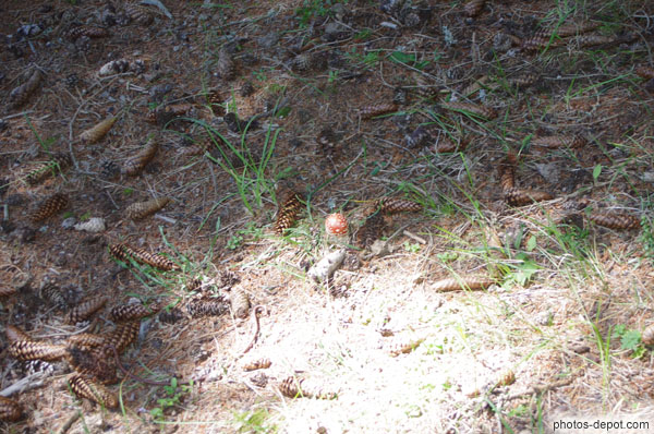 photo d'Amanite tue mouche