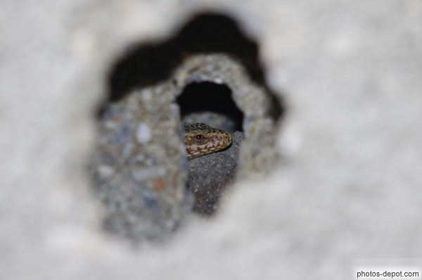 photo de Tête de lézard dans creux de mur